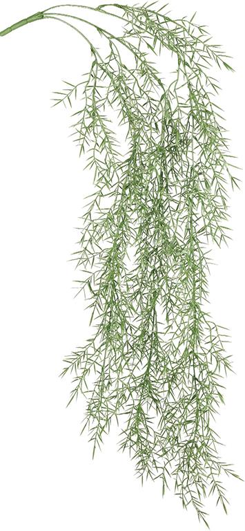 Springeri Fern Hanging Vine