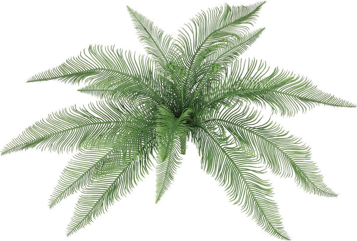 Feather Fern Bush
