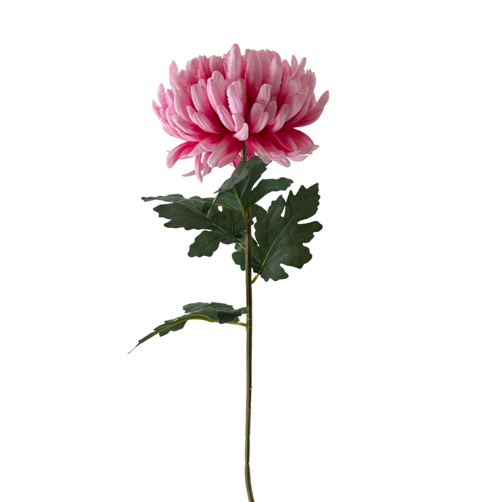 Chrysanthemum Long Stem - Light Pink