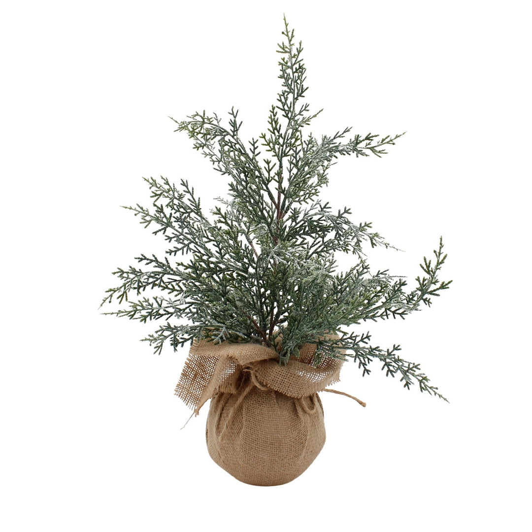 Cedar And Eucalyptus Tree