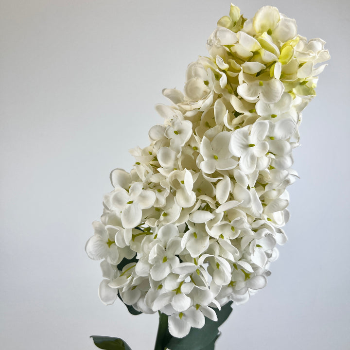 Cone Hydrangea