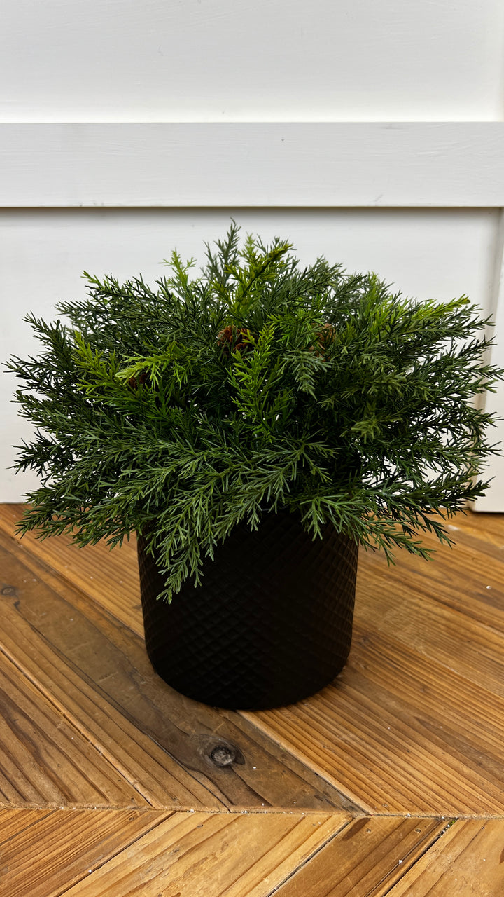 Arborvitae Half Orb