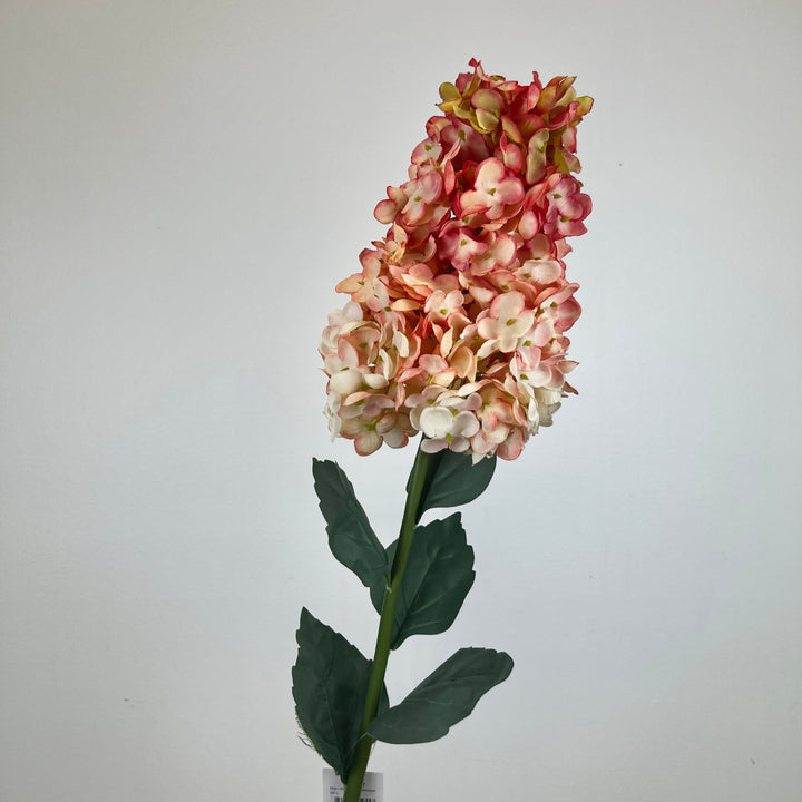 Cone Hydrangea