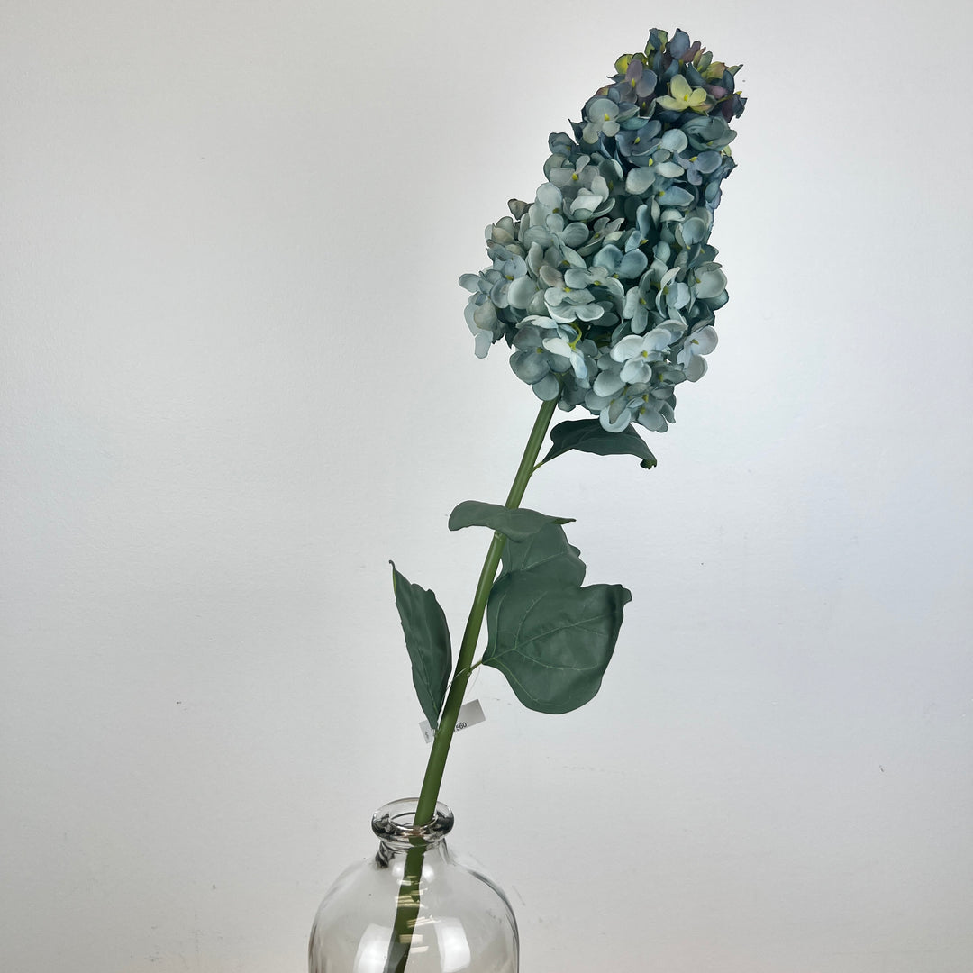 Cone Hydrangea