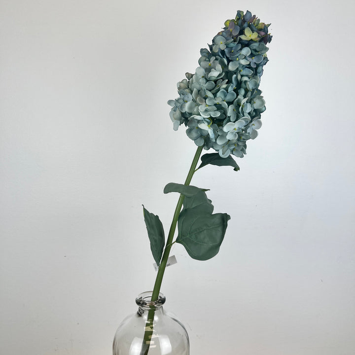 Cone Hydrangea