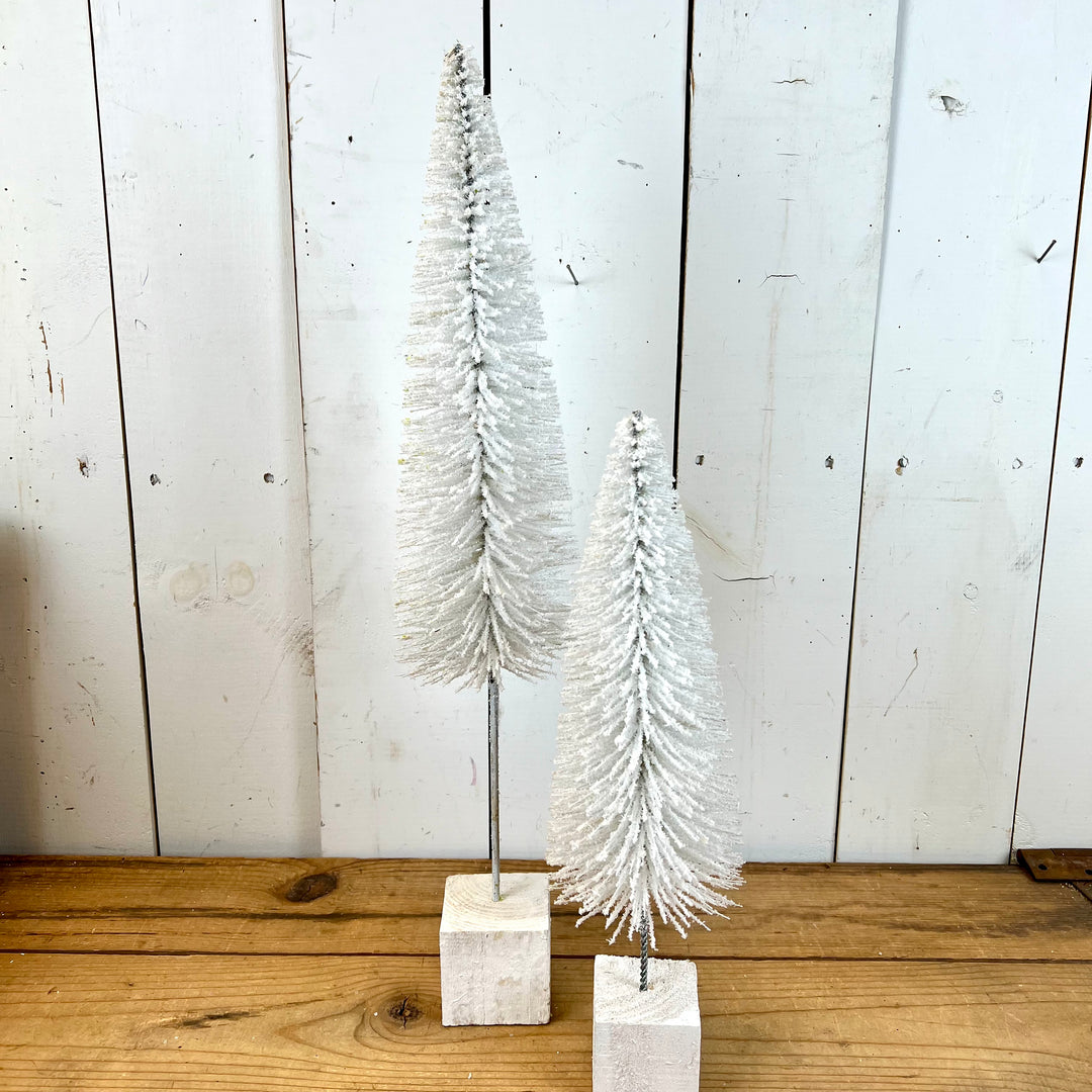 White Bottle Brush Trees