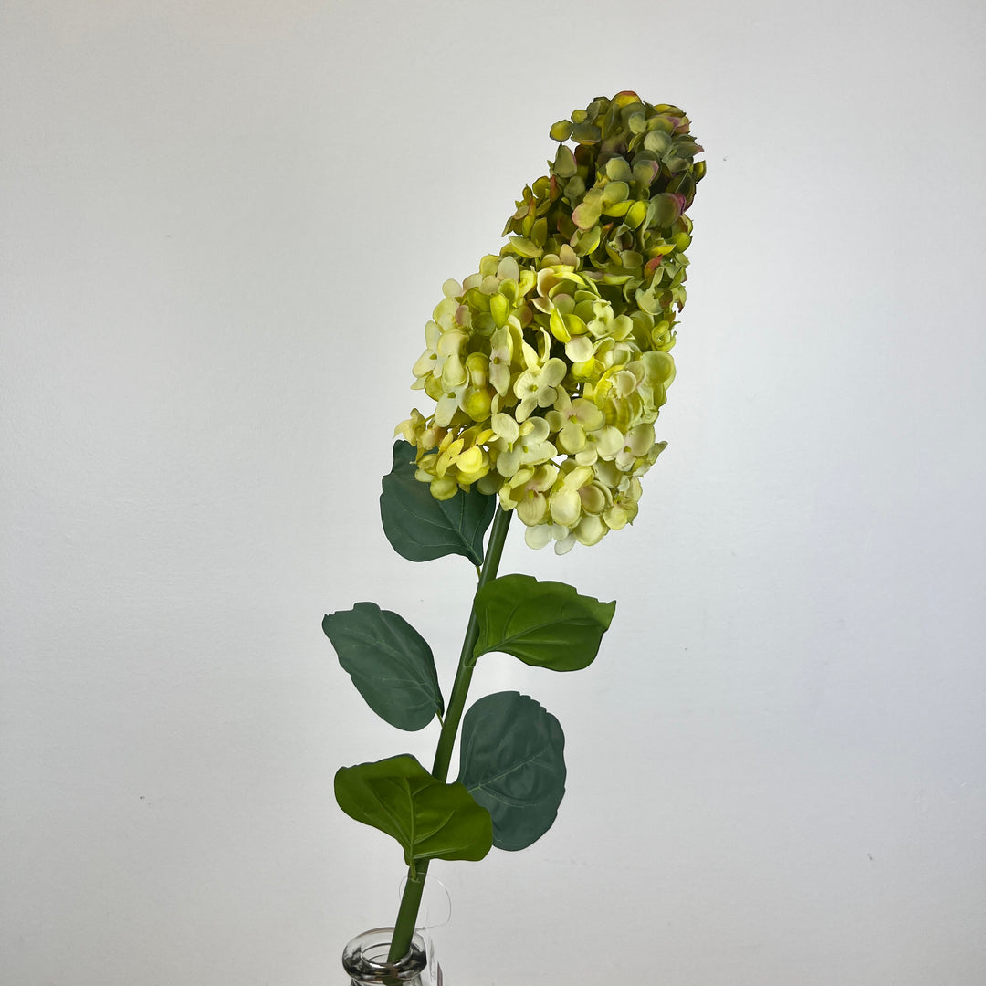 Cone Hydrangea