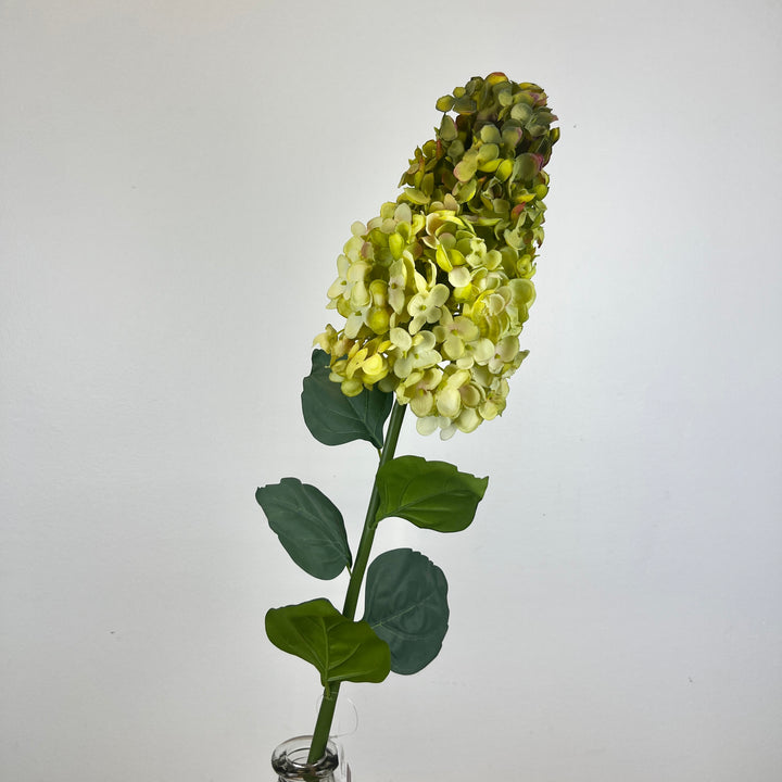 Cone Hydrangea