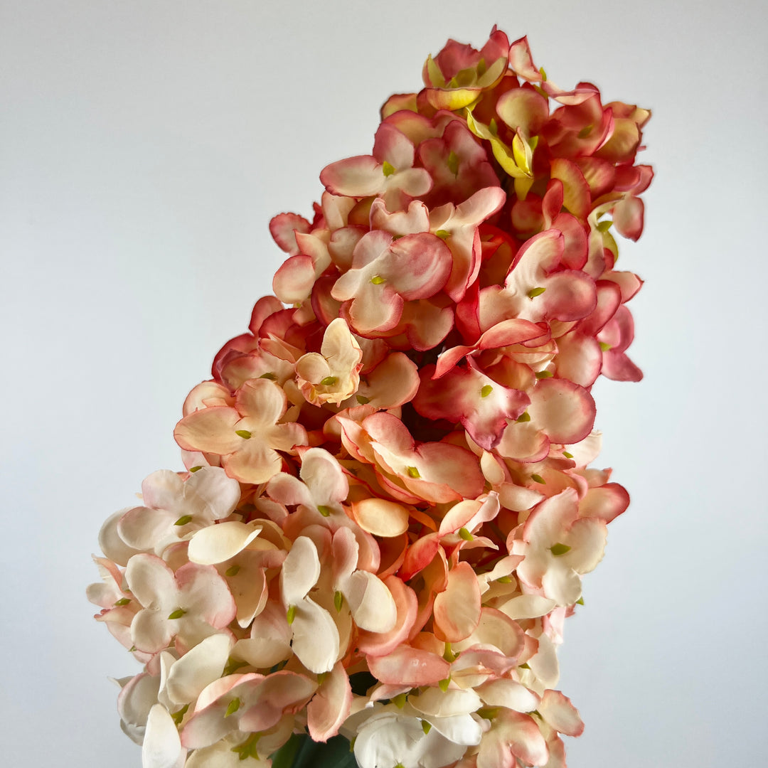 Cone Hydrangea