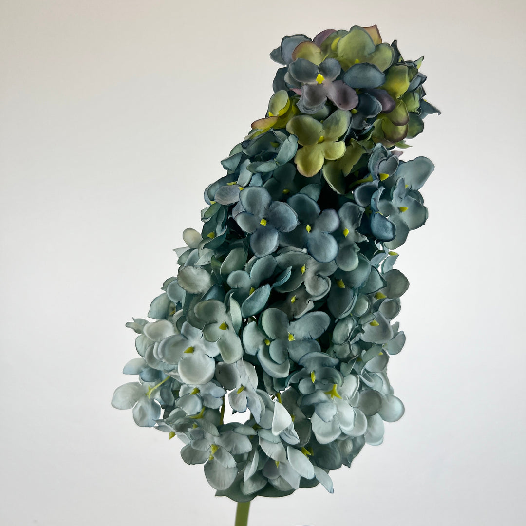 Cone Hydrangea
