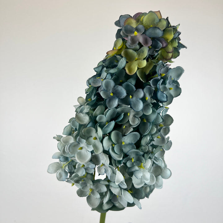 Cone Hydrangea