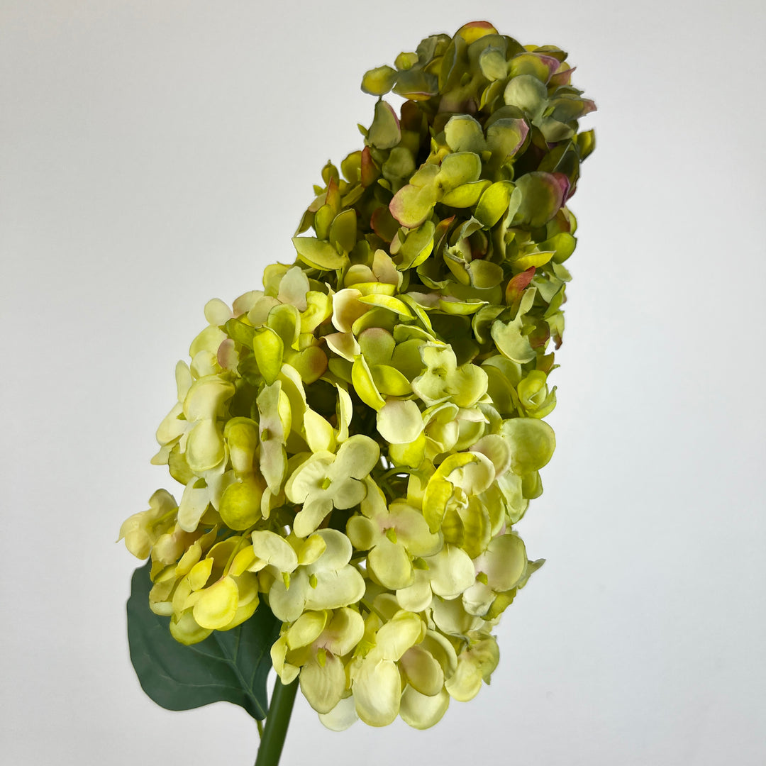 Cone Hydrangea