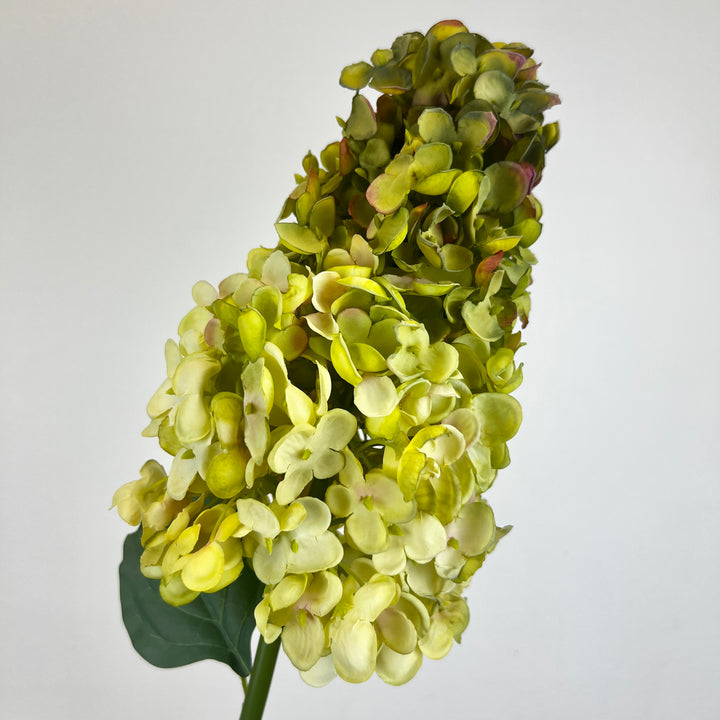 Cone Hydrangea