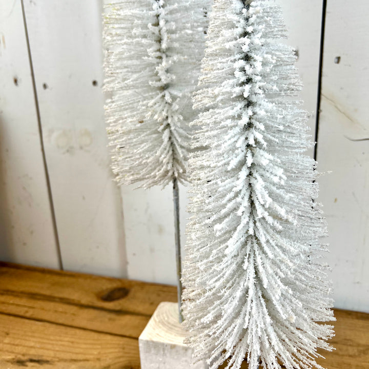 White Bottle Brush Trees
