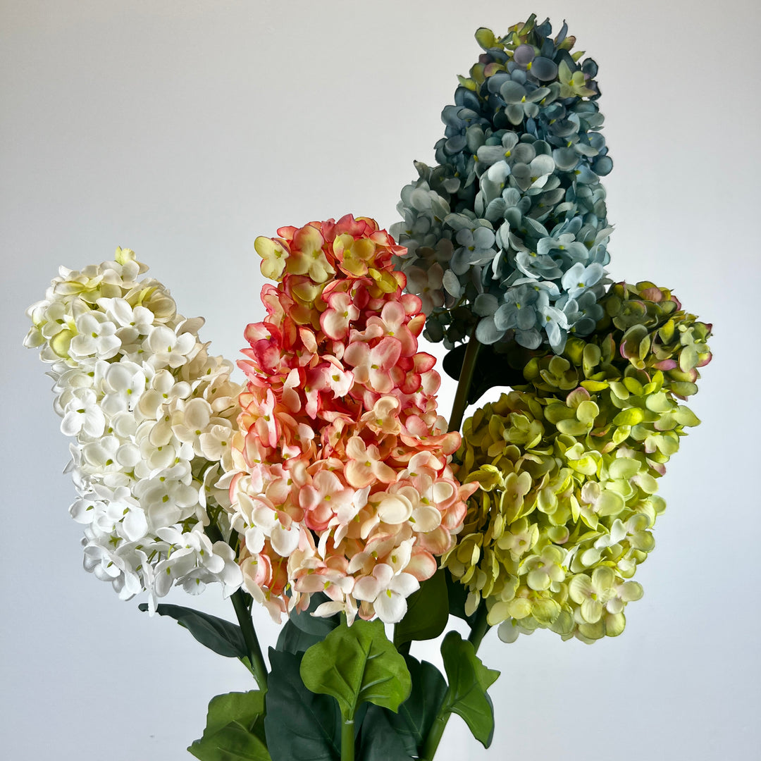 Cone Hydrangea