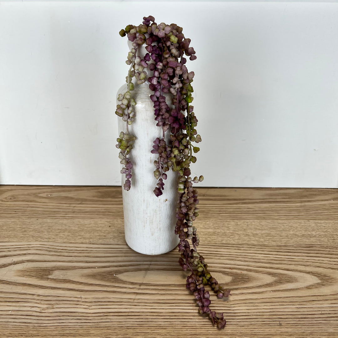 succulent vines with flowers Succulent Vine – Prairie in Bloom
