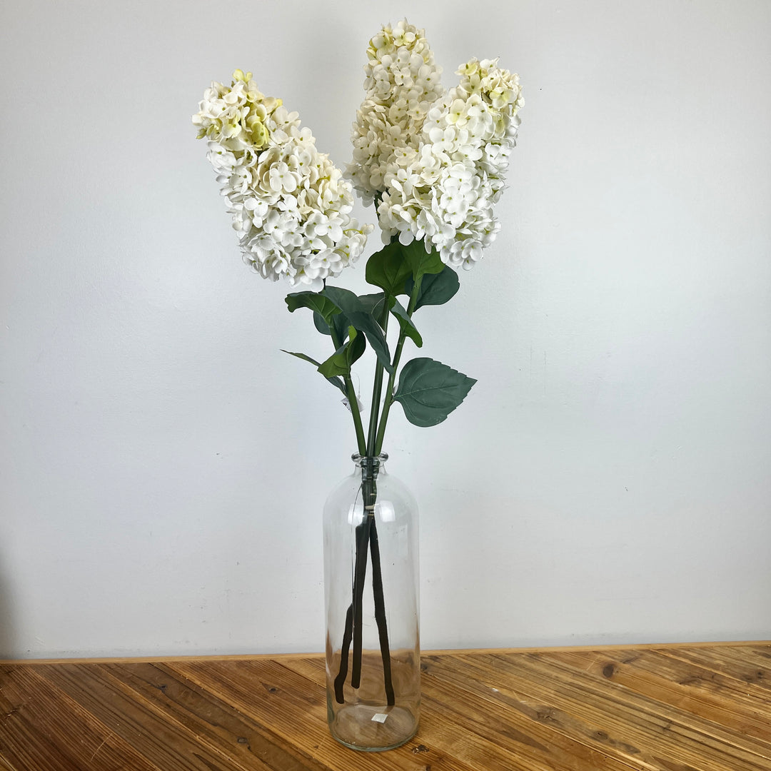 Cone Hydrangea