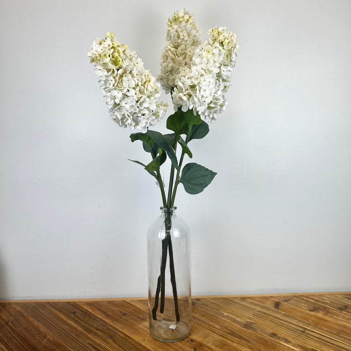 Cone Hydrangea
