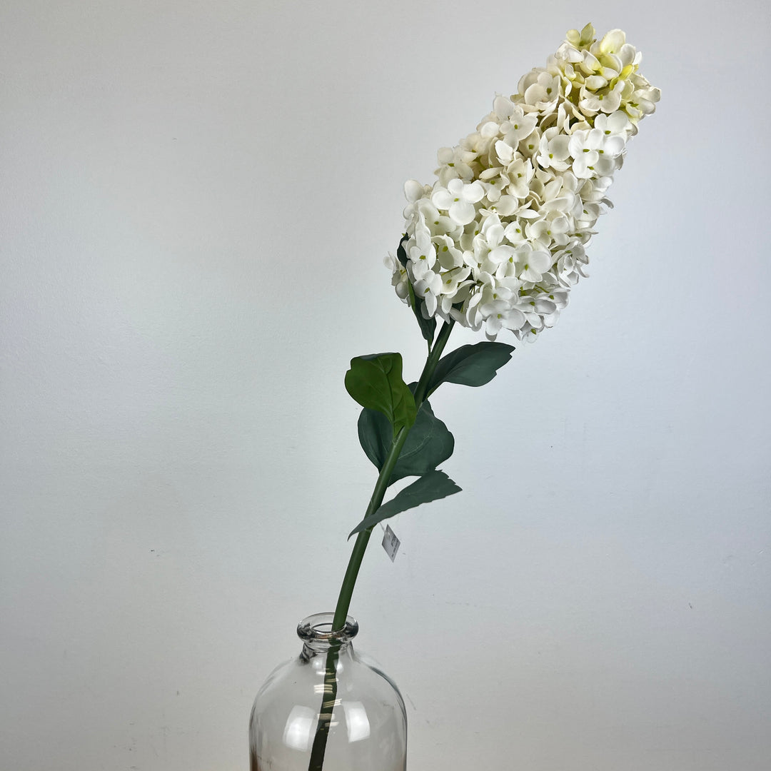 Cone Hydrangea