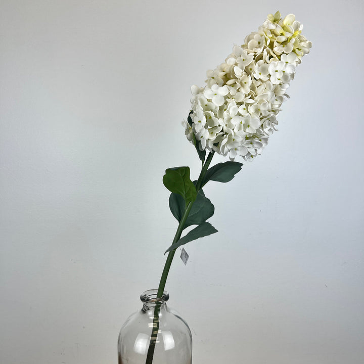 Cone Hydrangea