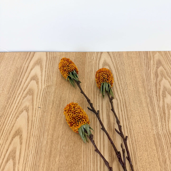 Ginger Spray - 3 Colors