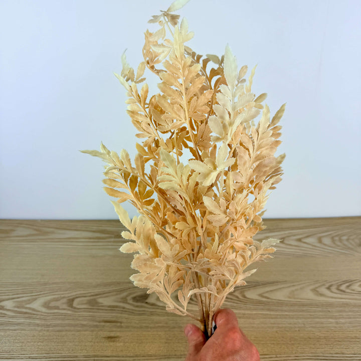 Fall Fern