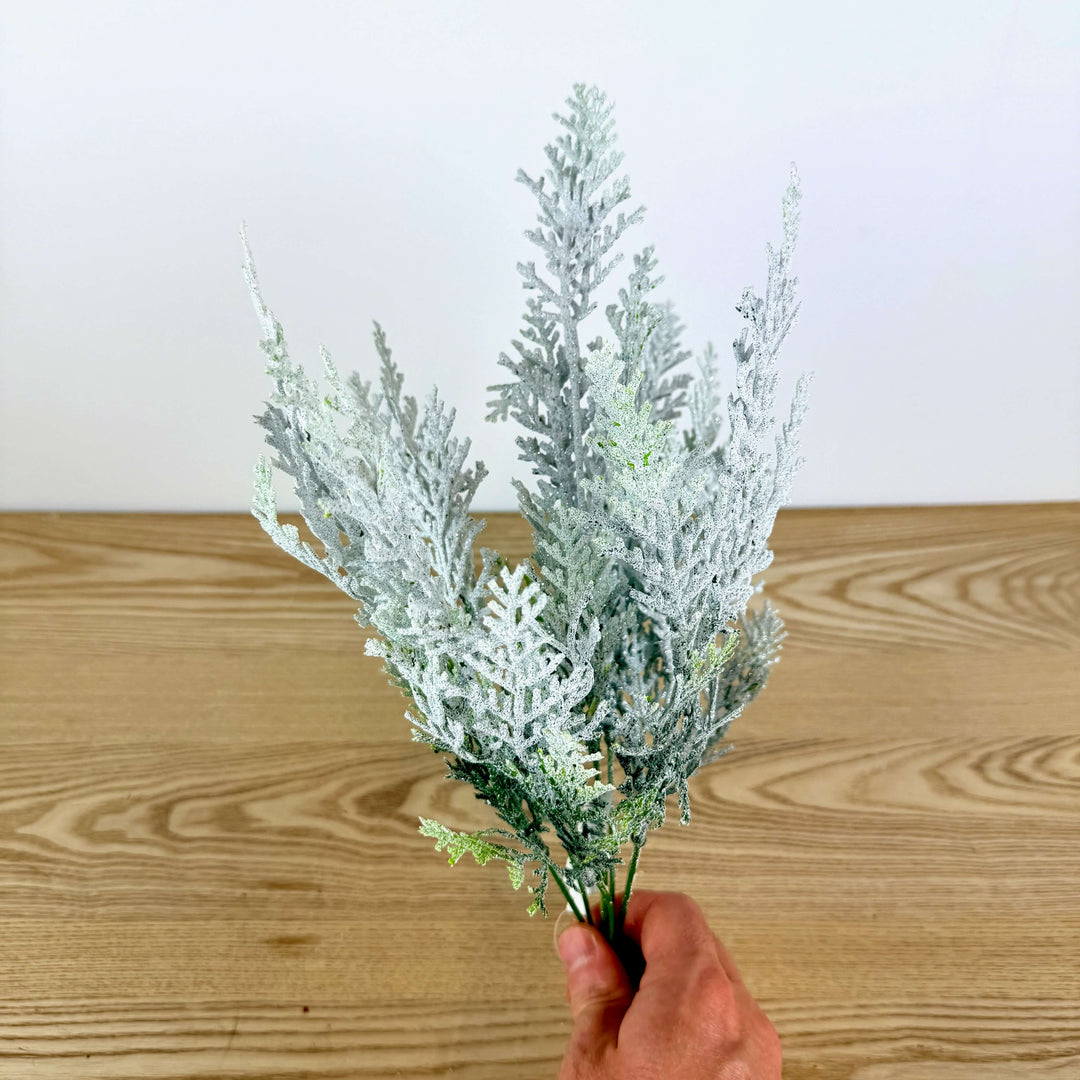 Snow Cypress