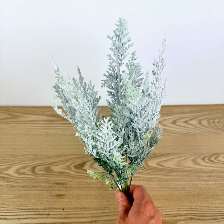 Snow Cypress