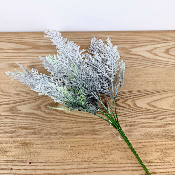 Snow Cypress