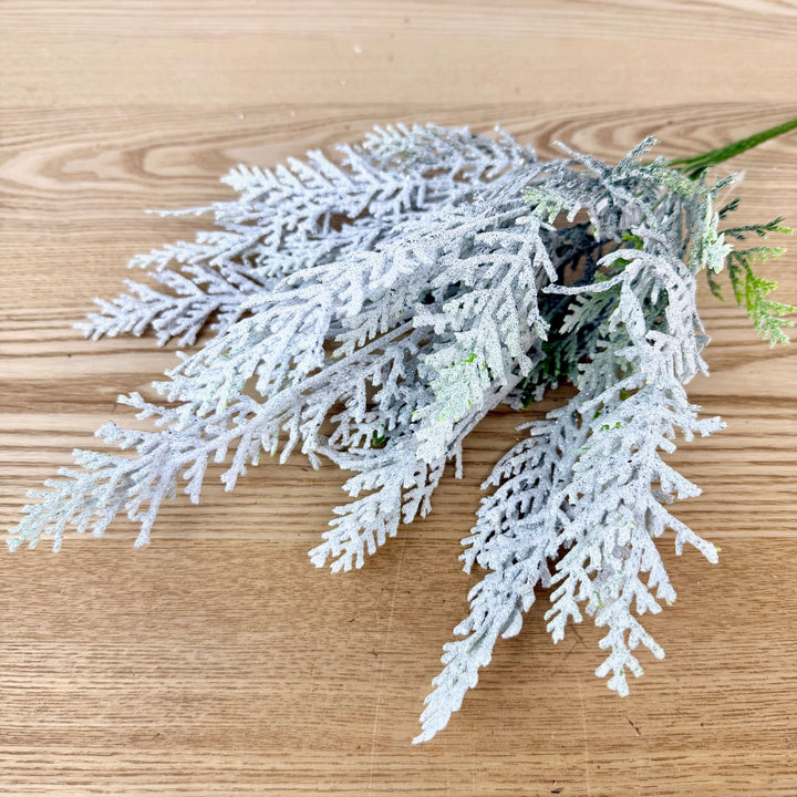 Snow Cypress