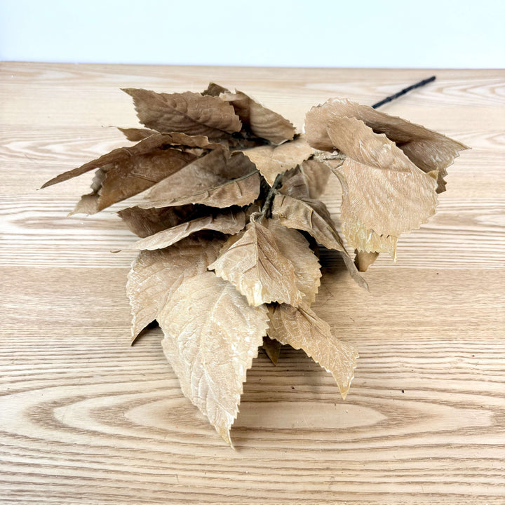 Hydrangea Leaves
