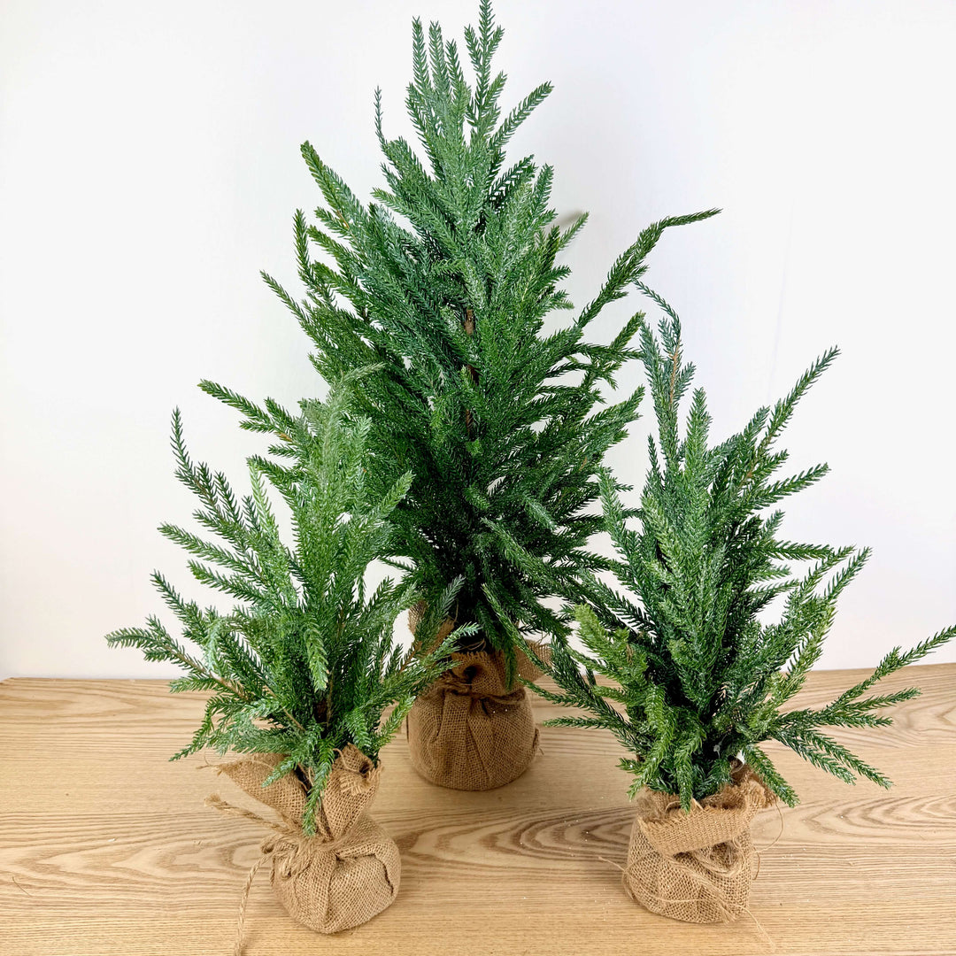 Frosted Austrian Pine Christmas Trees
