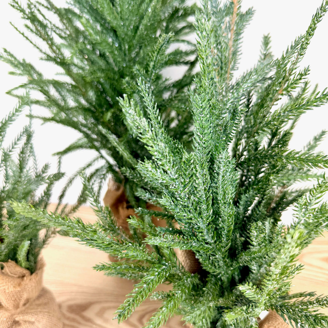 Frosted Austrian Pine Christmas Trees