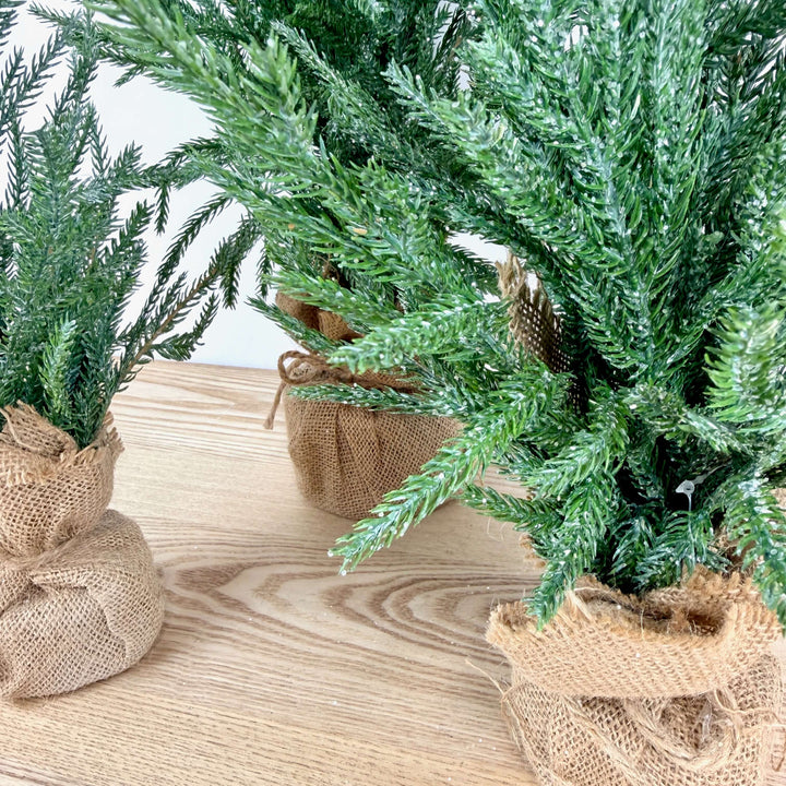 Frosted Austrian Pine Christmas Trees