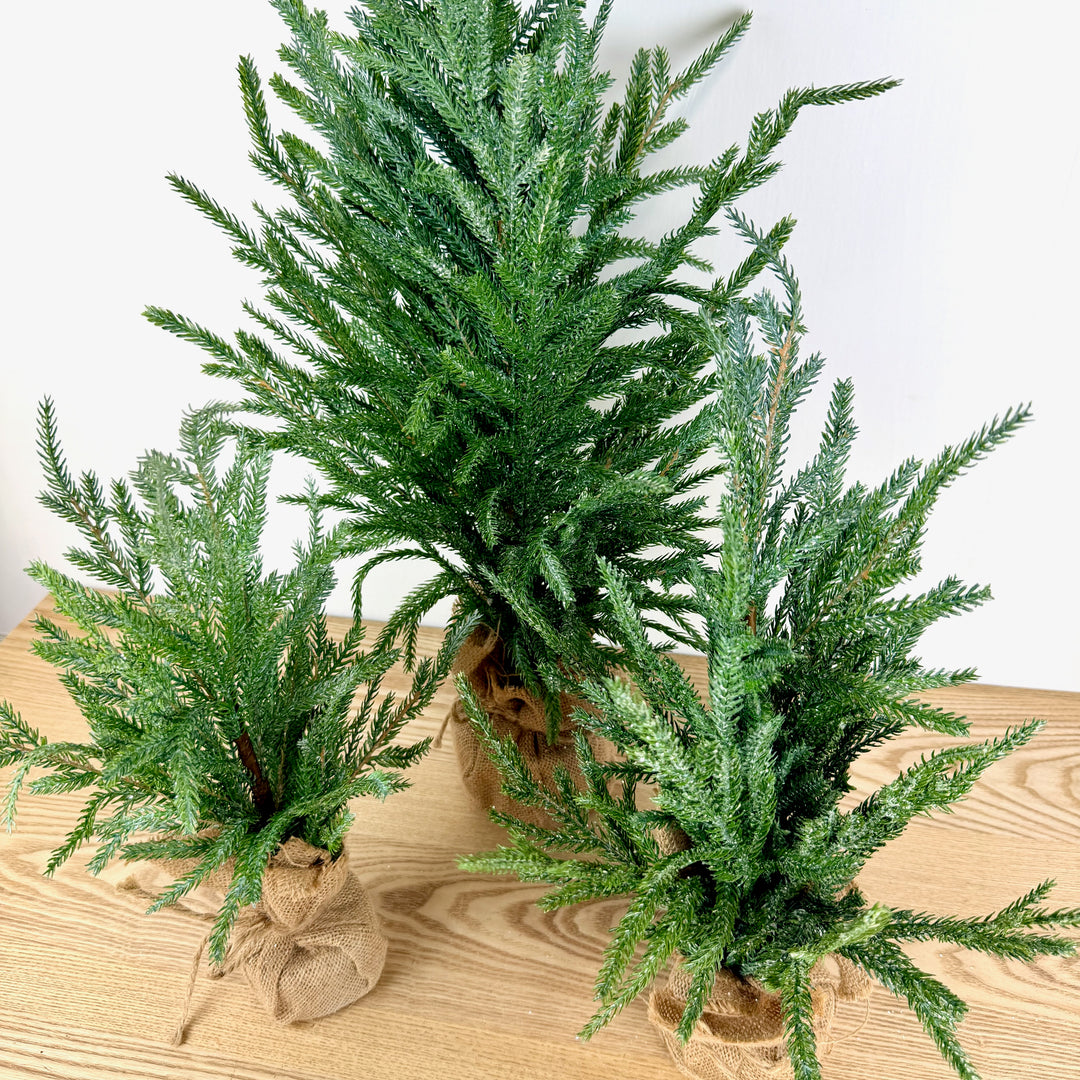 Frosted Austrian Pine Christmas Trees