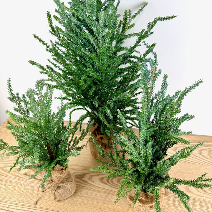 Frosted Austrian Pine Christmas Trees