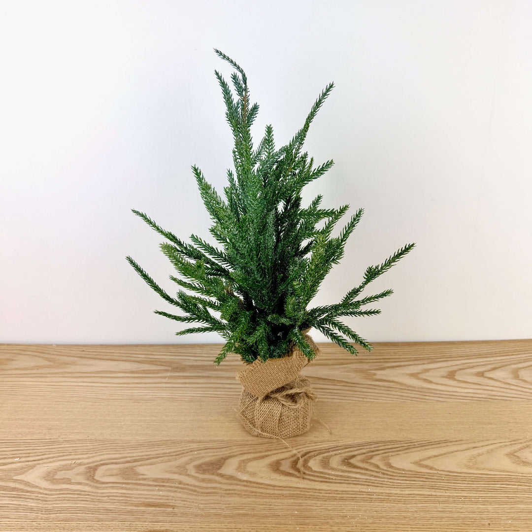 Frosted Austrian Pine Christmas Trees
