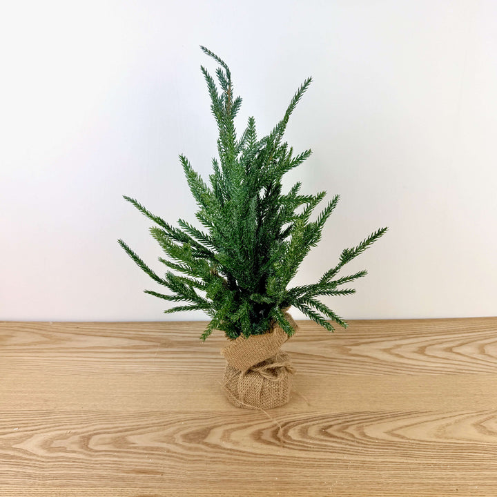 Frosted Austrian Pine Christmas Trees