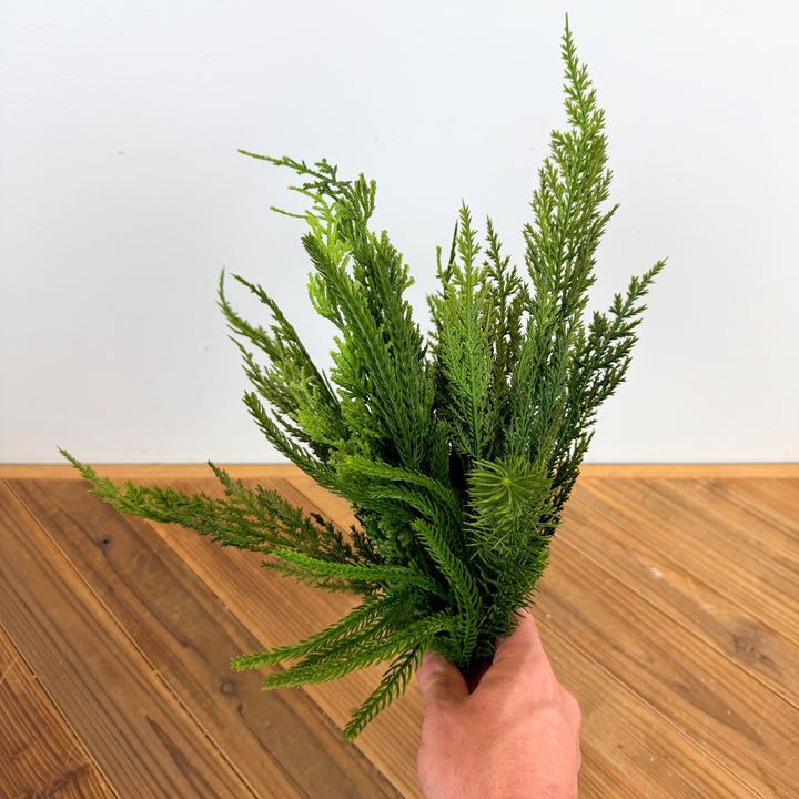 Cedar Collection-Pick