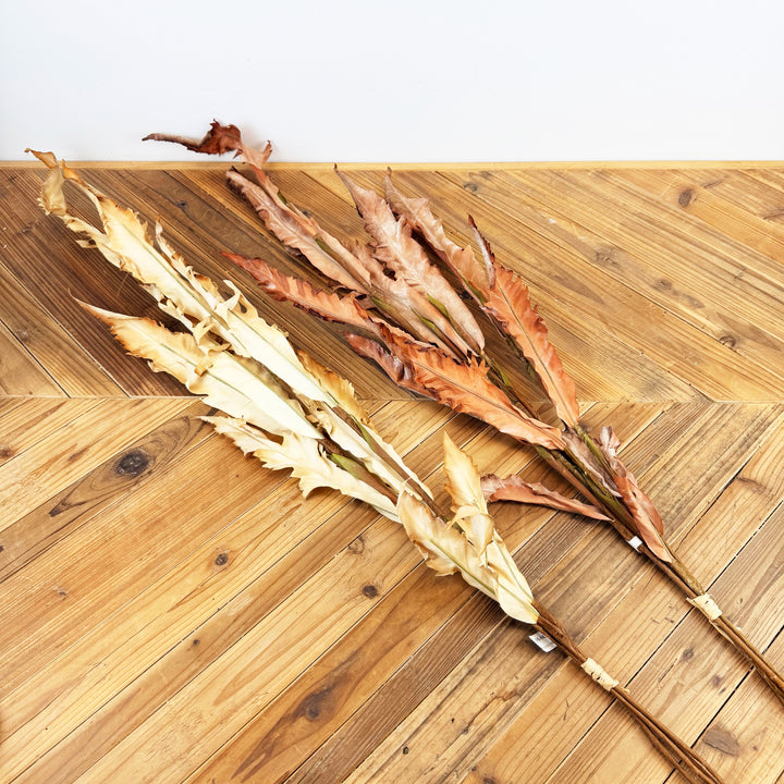 Dried Fern Bundle - 2 Colors