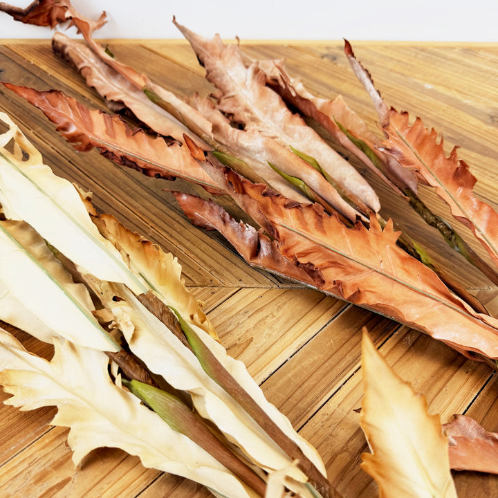 Dried Fern Bundle - 2 Colors