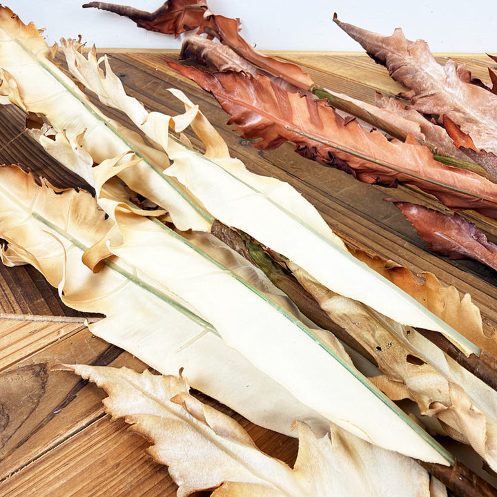 Dried Fern Bundle - 2 Colors