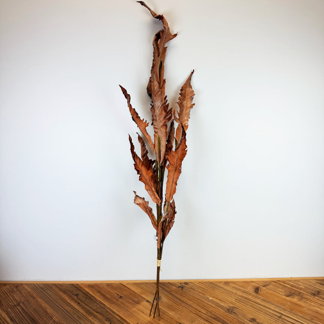 Dried Fern Bundle - 2 Colors