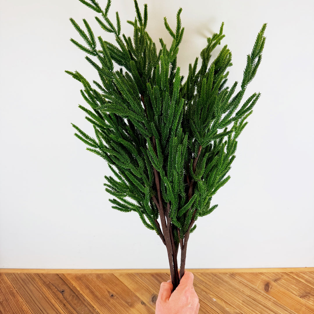 Tall Norfolk Pine Bundle