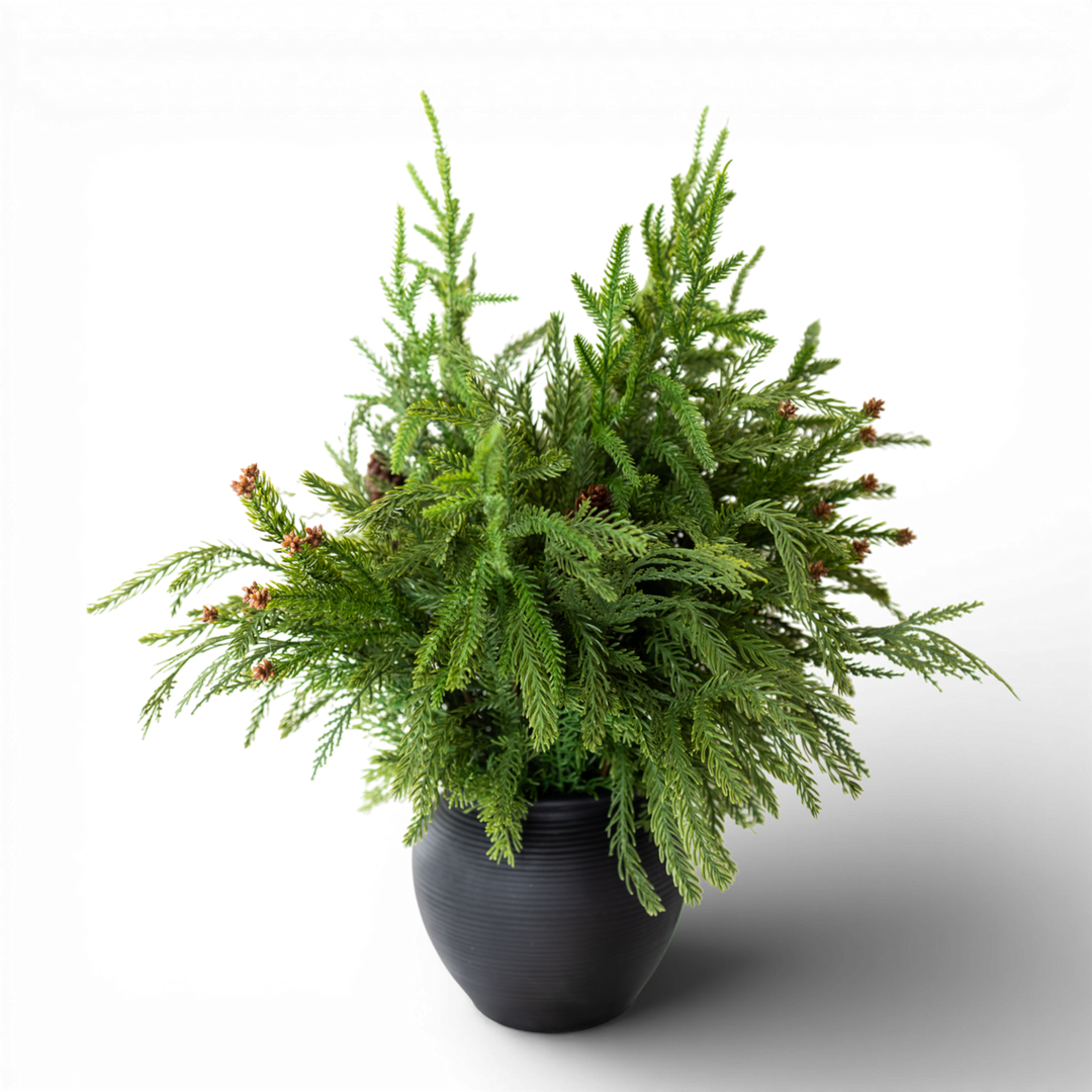 Potted Pine with Pinecones