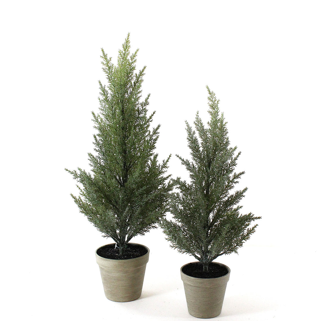 Potted Cedar Trees, Set of 2