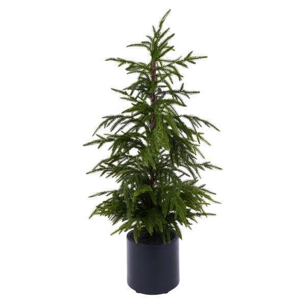 Norfolk Pine Tree, 5 sizes available