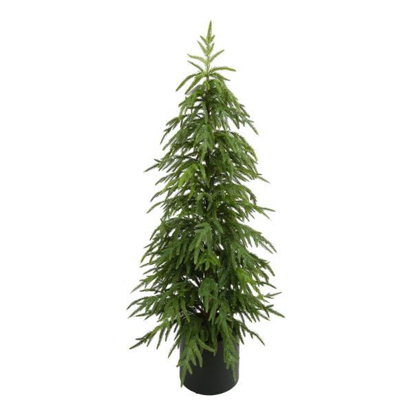 Norfolk Pine Tree, 5 sizes available