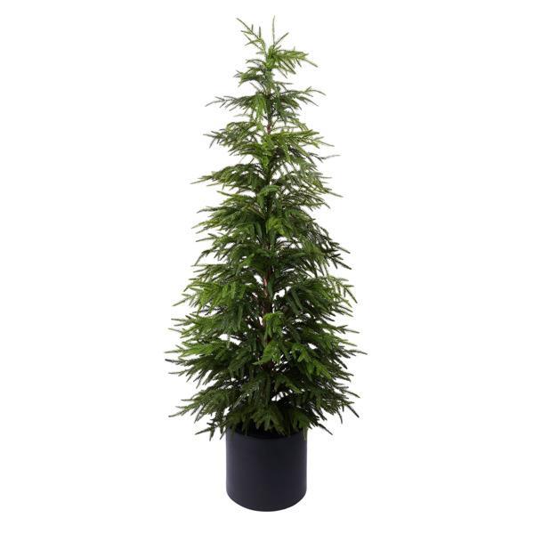 Norfolk Pine Tree, 5 sizes available