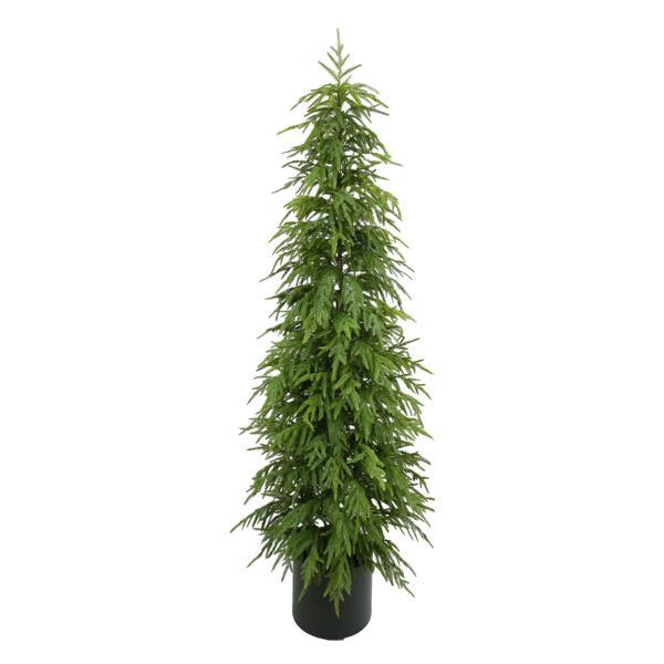Norfolk Pine Tree, 5 sizes available